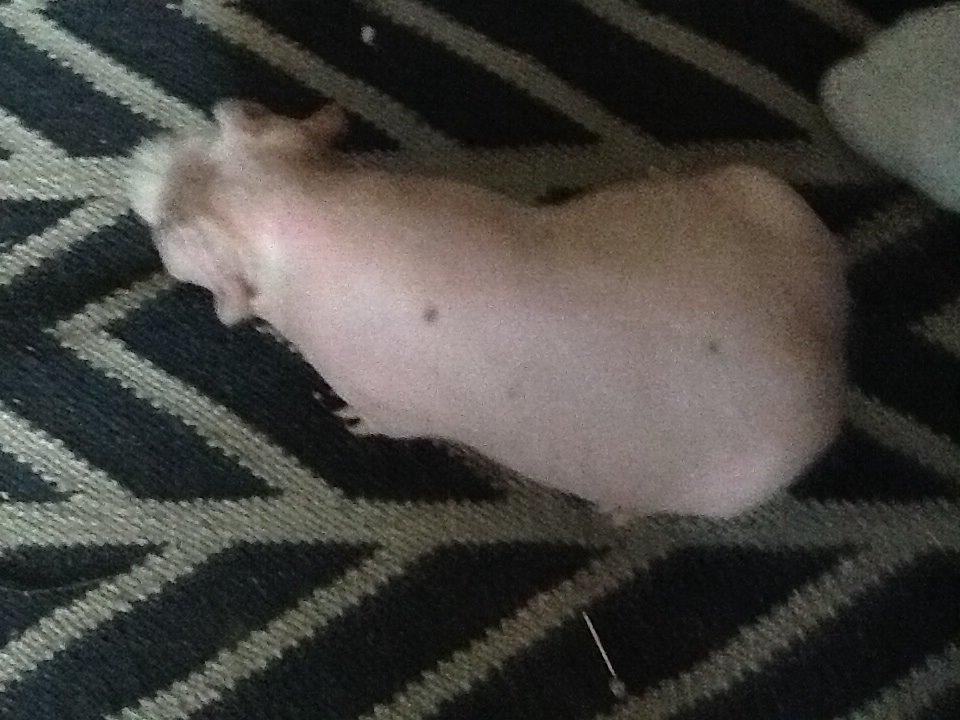 Marsvin Albino Nina  billede 21