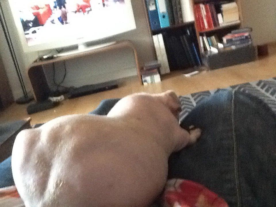 Marsvin Albino Nina  billede 22