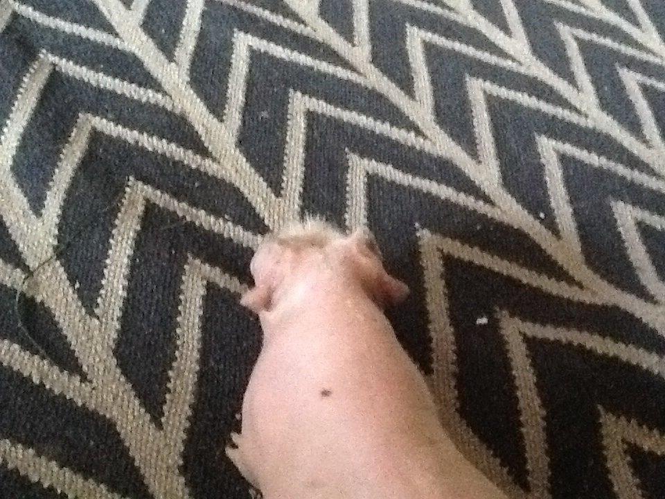 Marsvin Albino Nina  billede 23