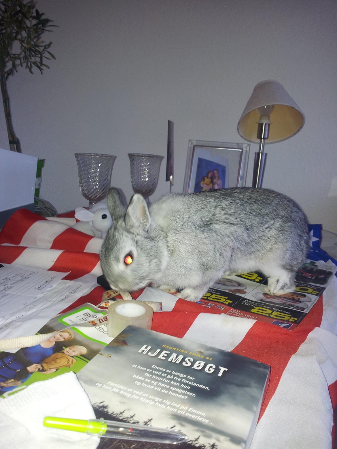 Kanin Ahrenkiels Ninka - ninka valgte og hoppe op på mit bord frække fyr <3 billede 22