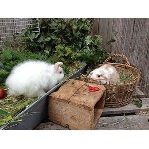 Kanin Miss Perle - Perle of hendes pap søster Brownie :) <3 billede 1