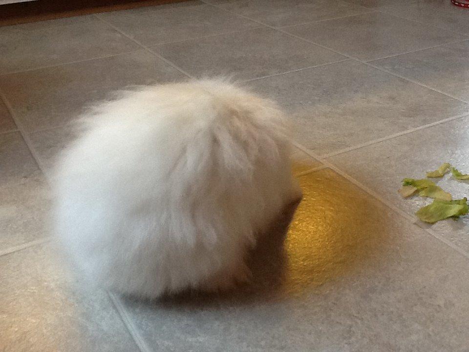 Kanin Miss Perle - Lille Perles rumpe <3  billede 4