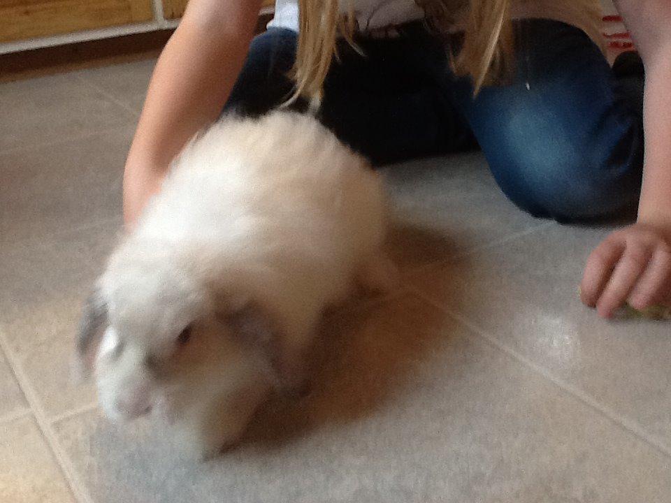 Kanin Miss Perle billede 6