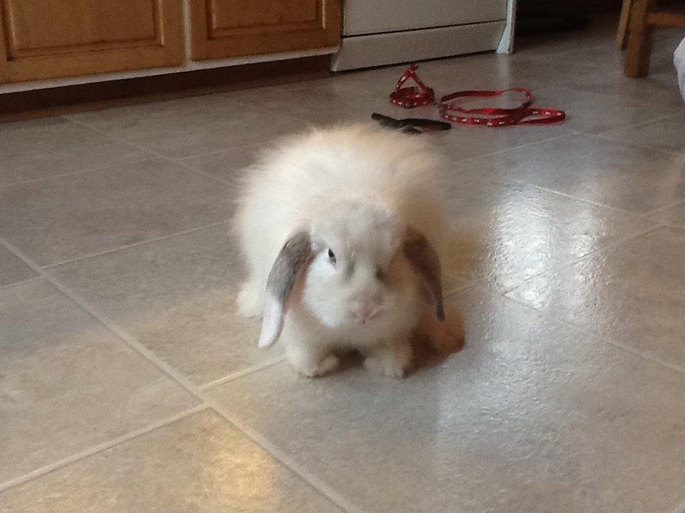 Kanin Miss Perle billede 7