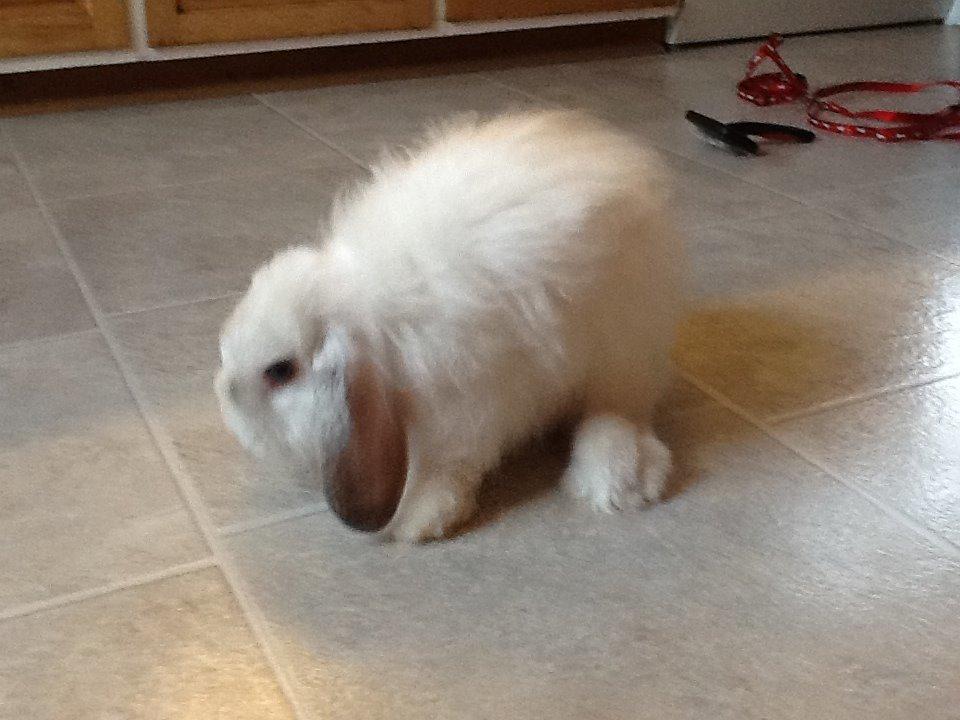 Kanin Miss Perle billede 2