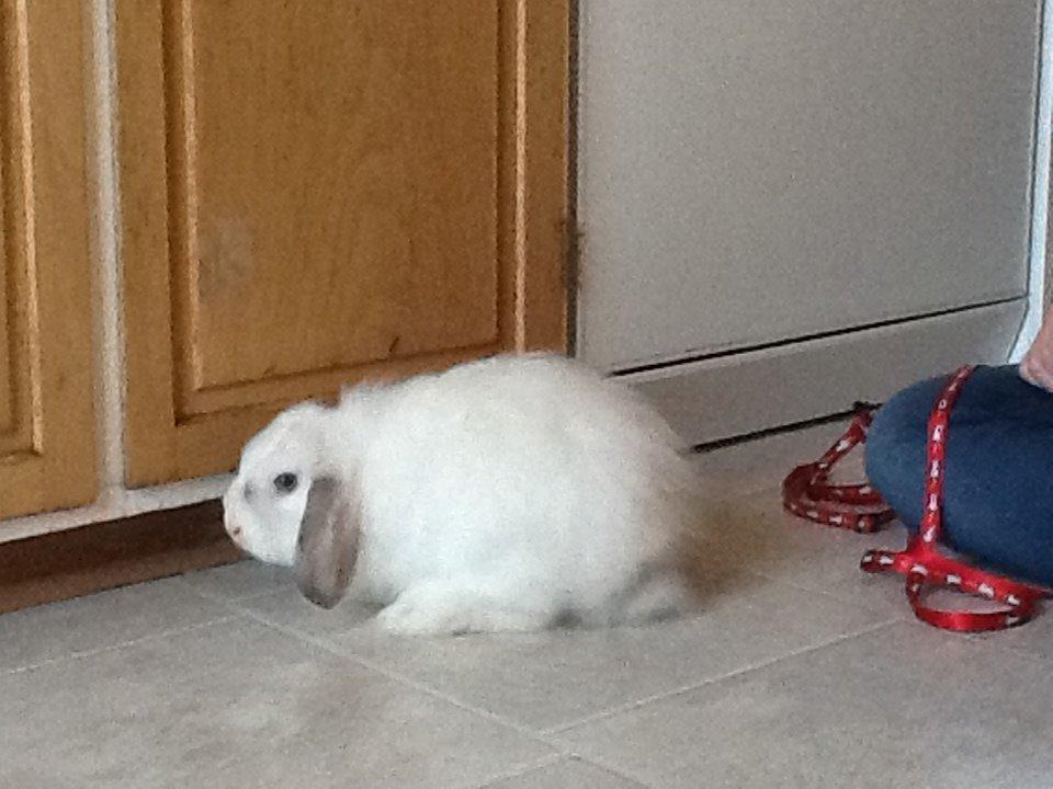 Kanin Miss Perle billede 8