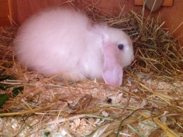 Kanin Miss Perle billede 9