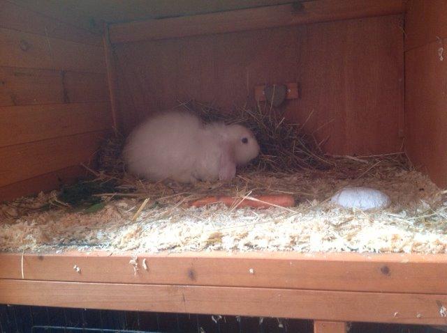 Kanin Miss Perle billede 10