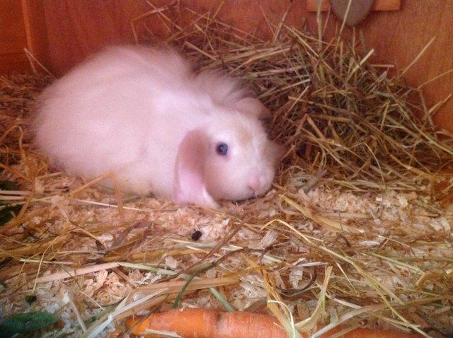 Kanin Miss Perle billede 11