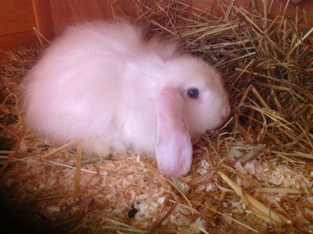 Kanin Miss Perle billede 5