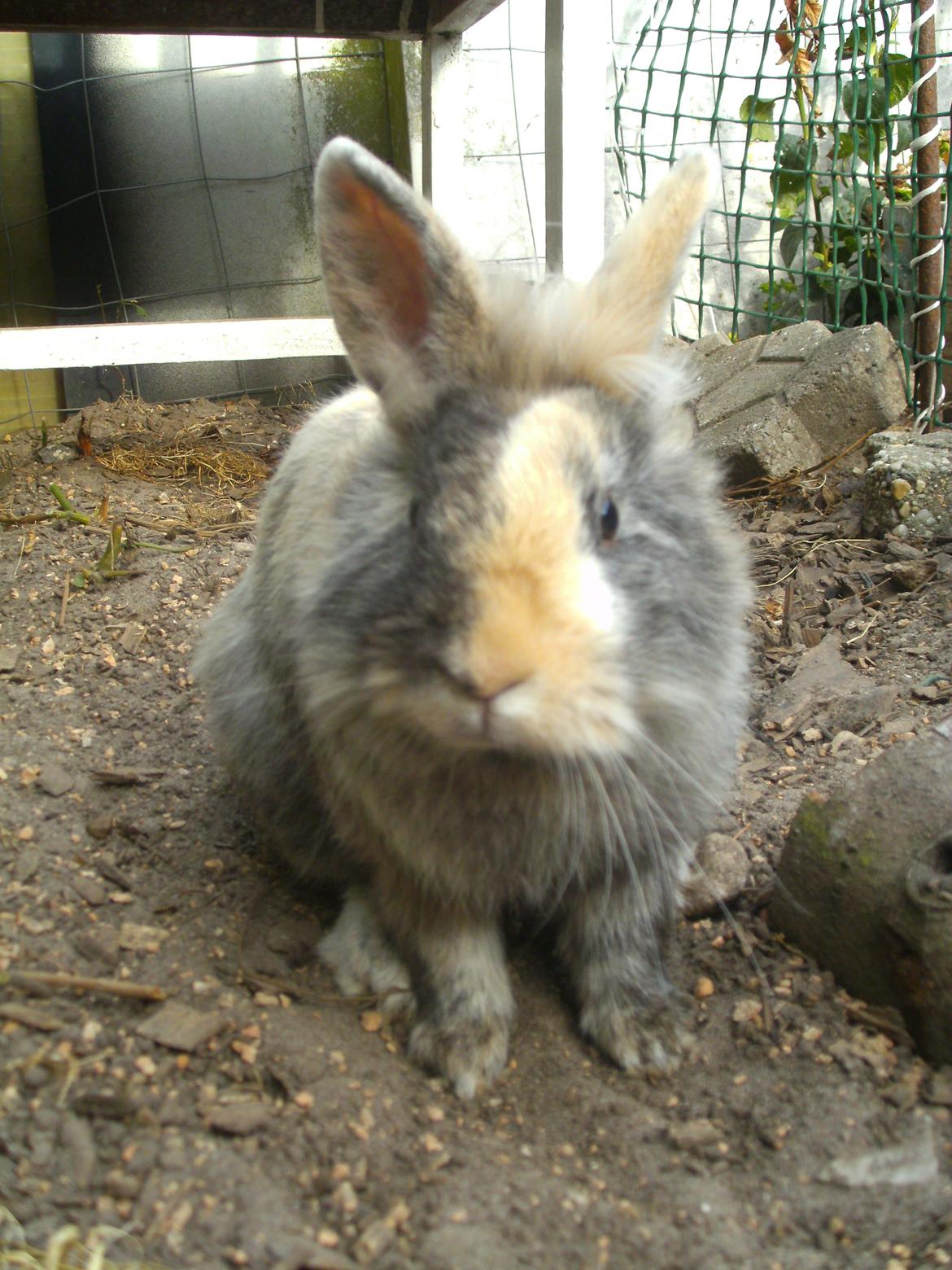 Kanin Misty *endnu en stjerne i himlen:'( * billede 10