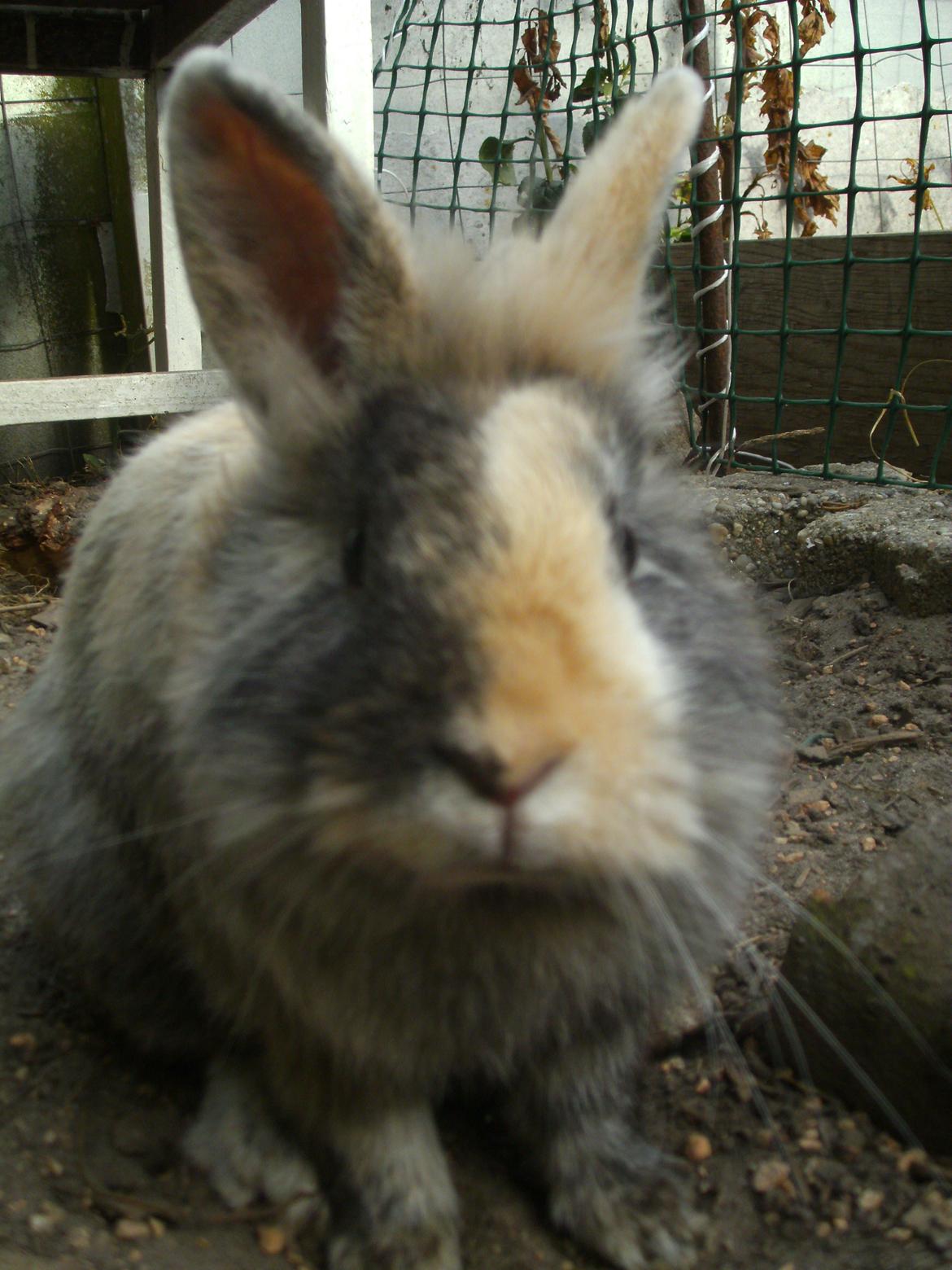 Kanin Misty *endnu en stjerne i himlen:'( * billede 11