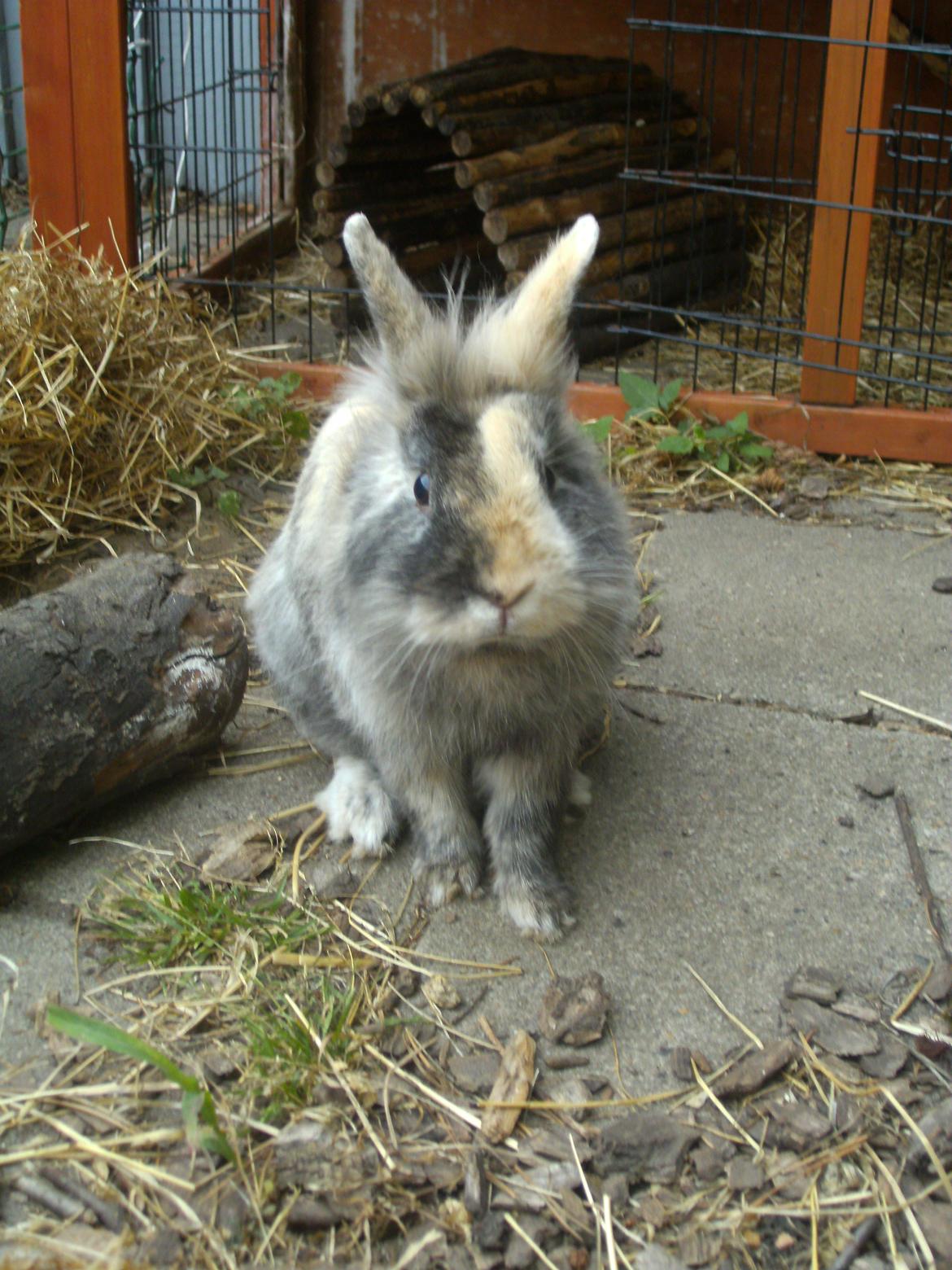 Kanin Misty *endnu en stjerne i himlen:'( * billede 12