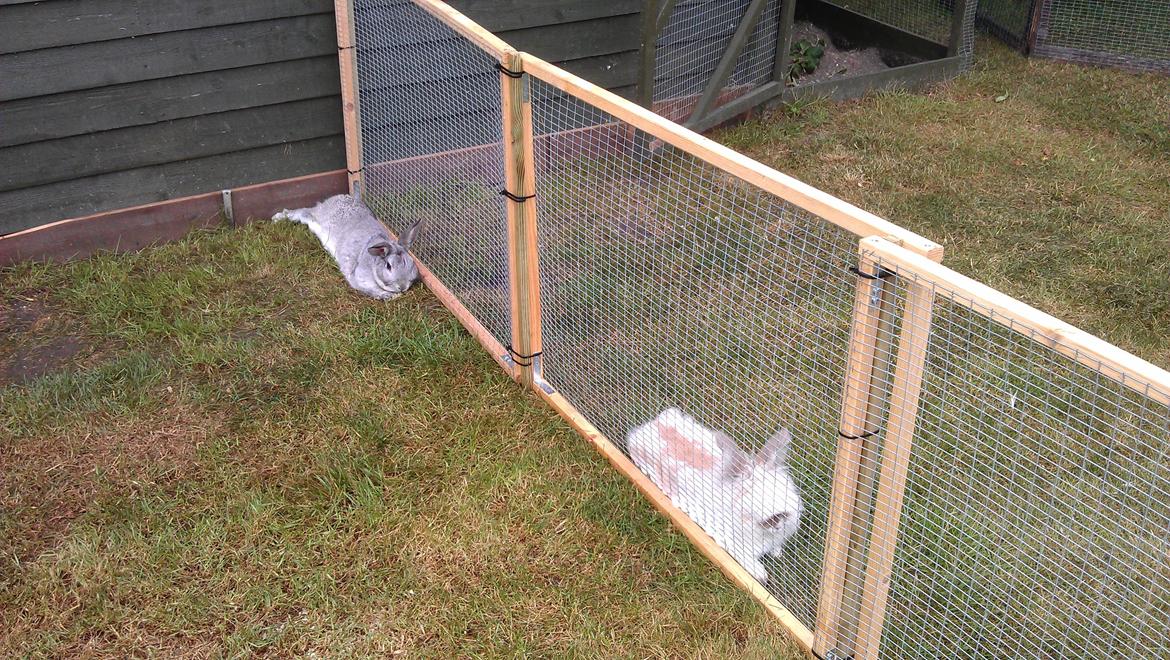 Kanin Ninus - Første dag hos mig, Ninus og Amilo tager en slapper efter at have hilst på hinanden. billede 6