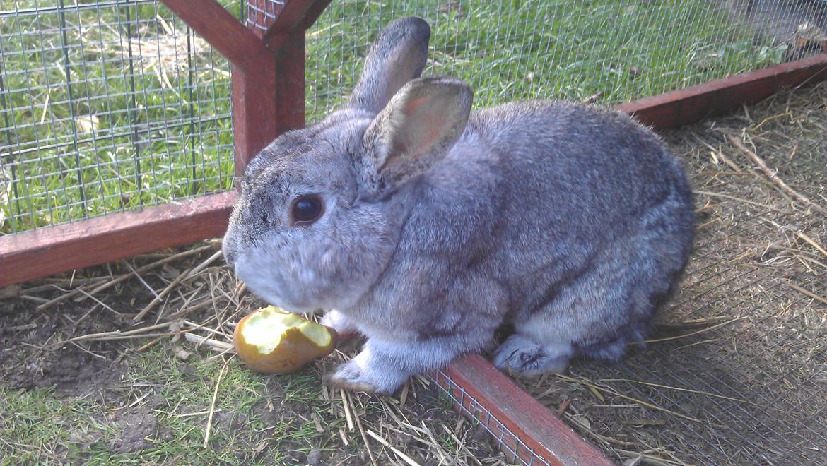 Kanin Ninus billede 2