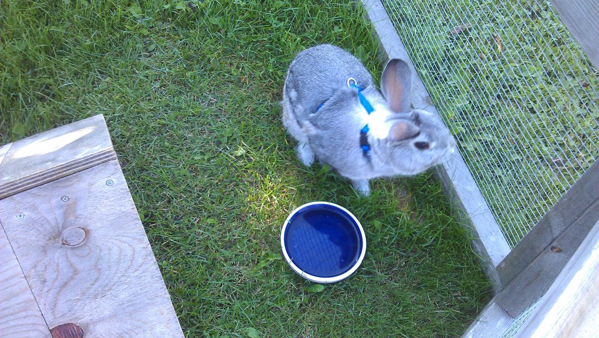 Kanin Ninus - Seletræning billede 3