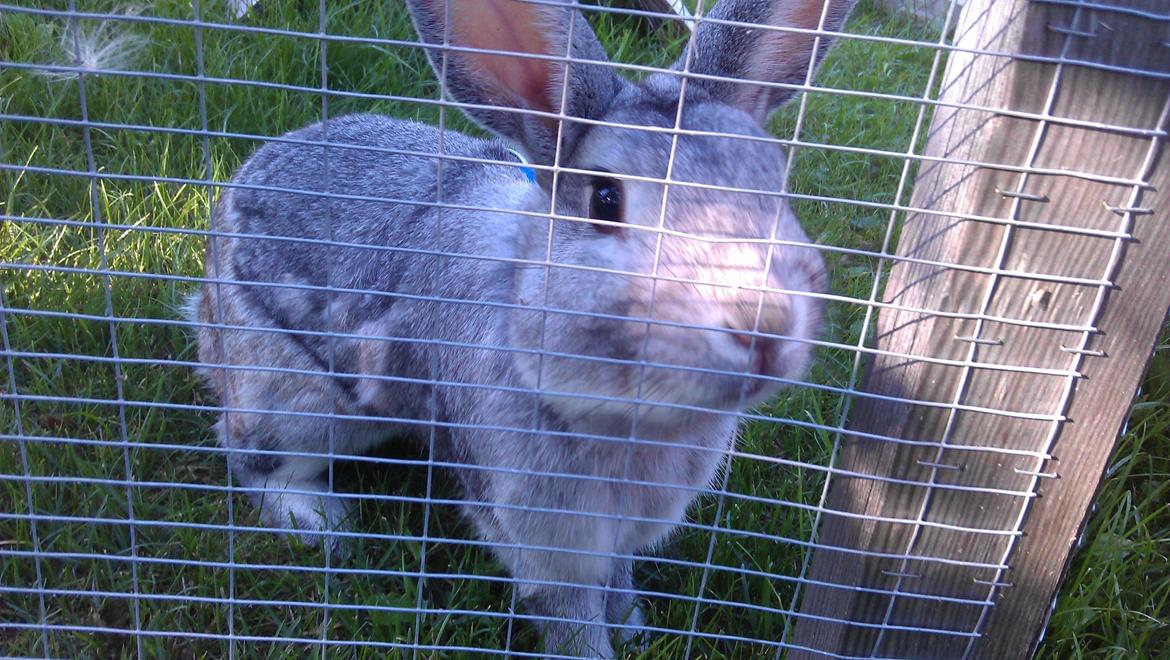 Kanin Ninus billede 1