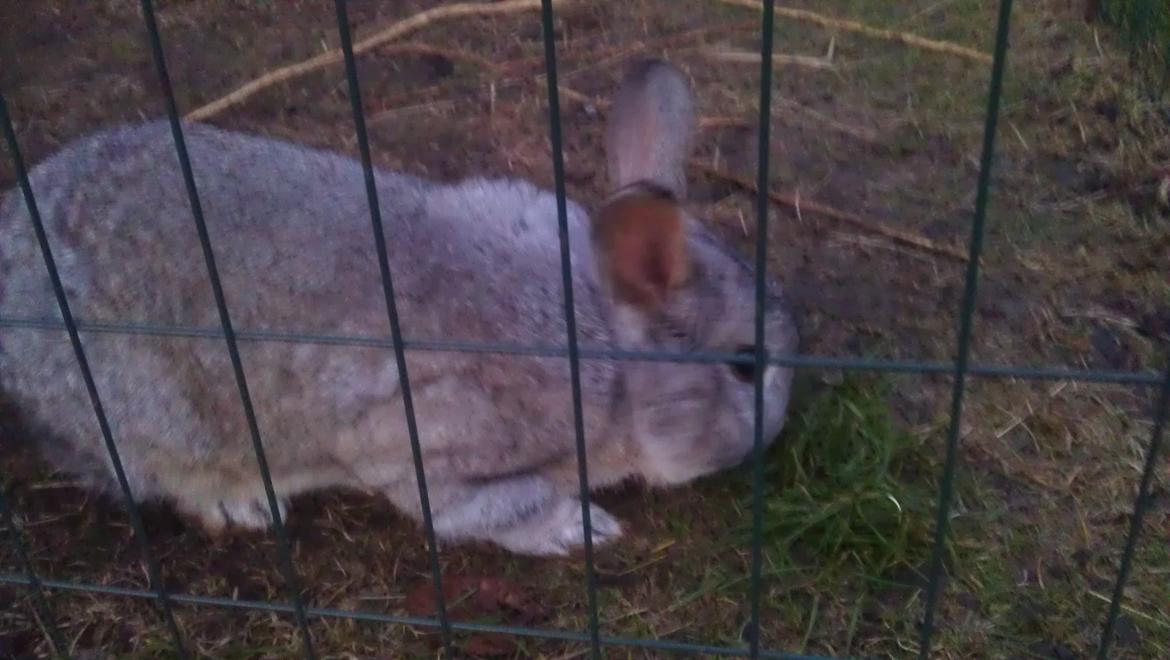 Kanin Ninus billede 5