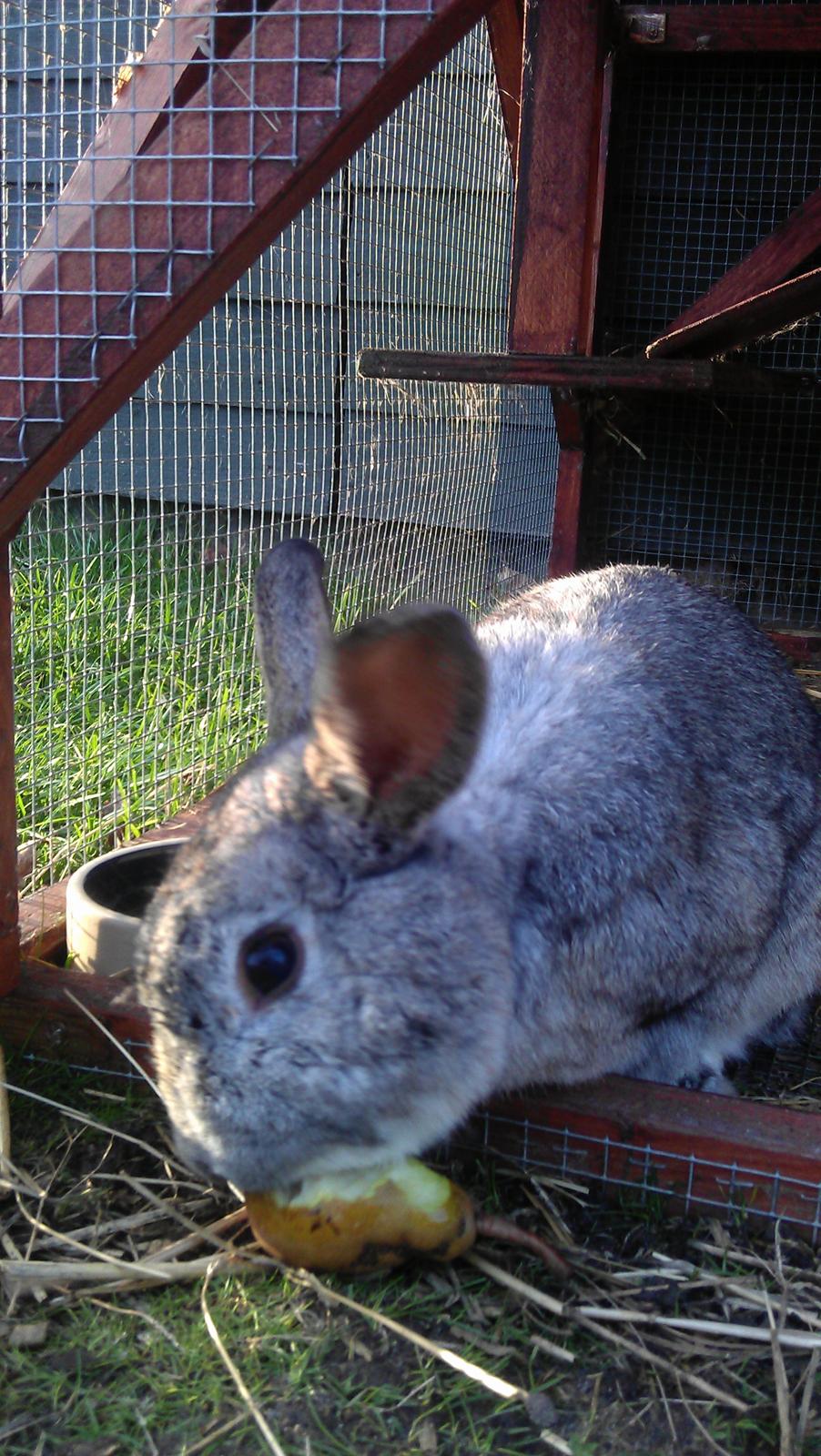 Kanin Ninus billede 4