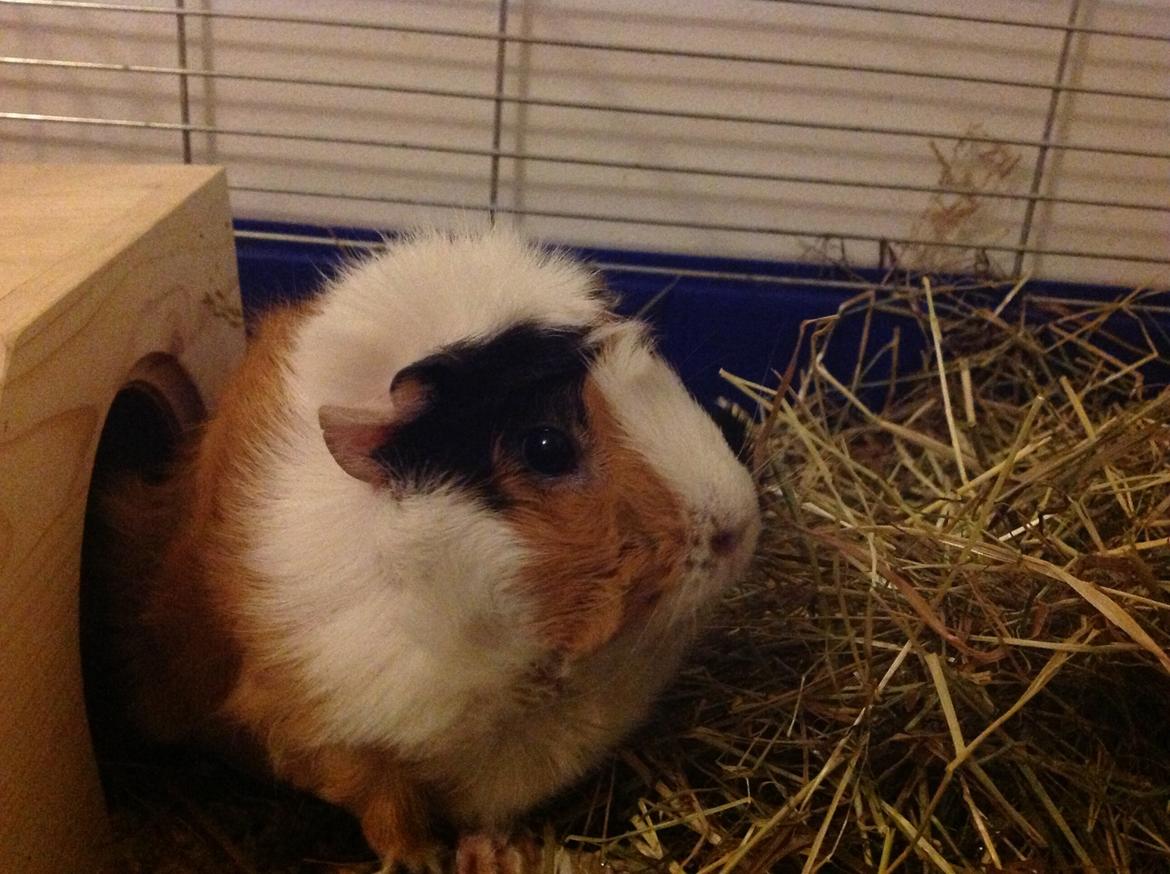 Marsvin Futte<3 billede 1