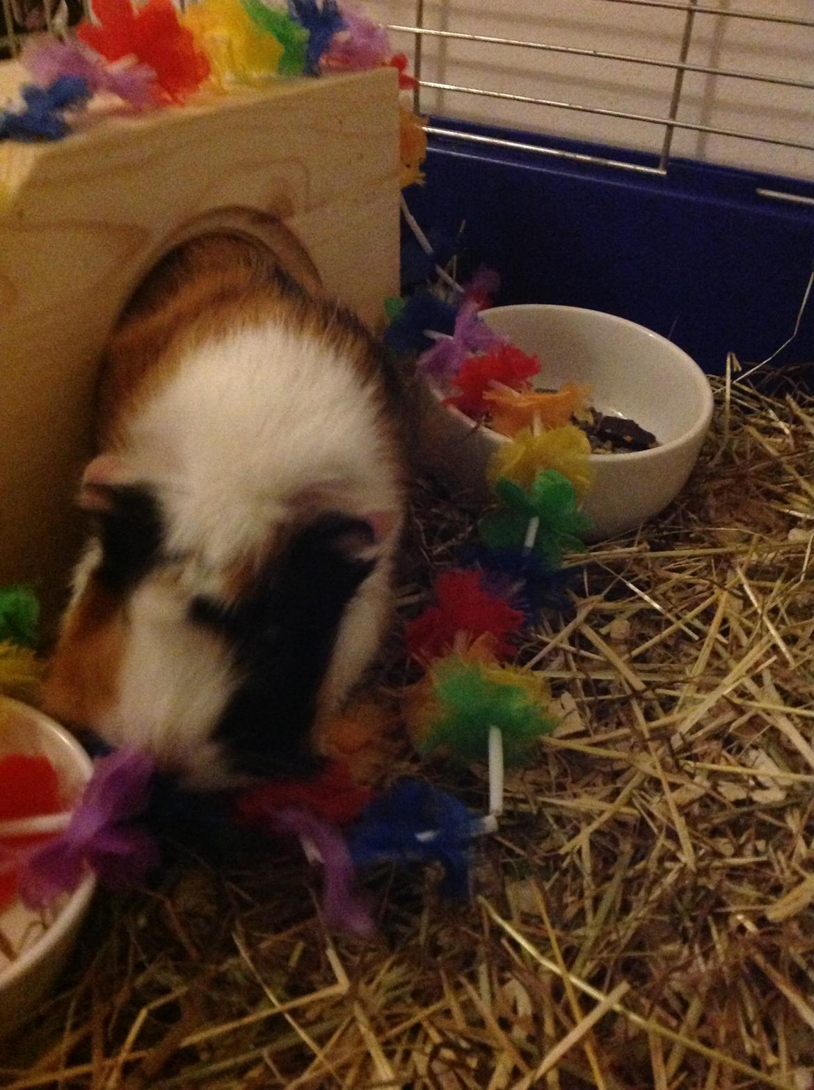 Marsvin Futte<3 billede 2