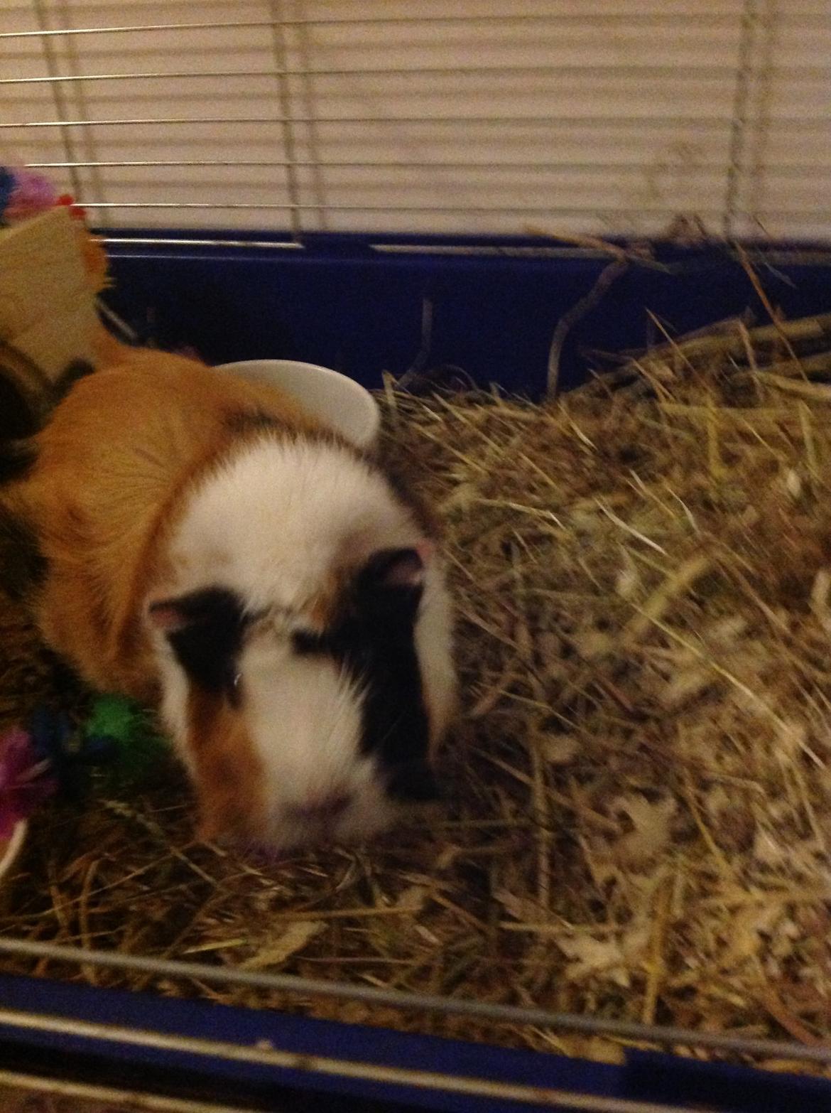 Marsvin Futte<3 billede 3