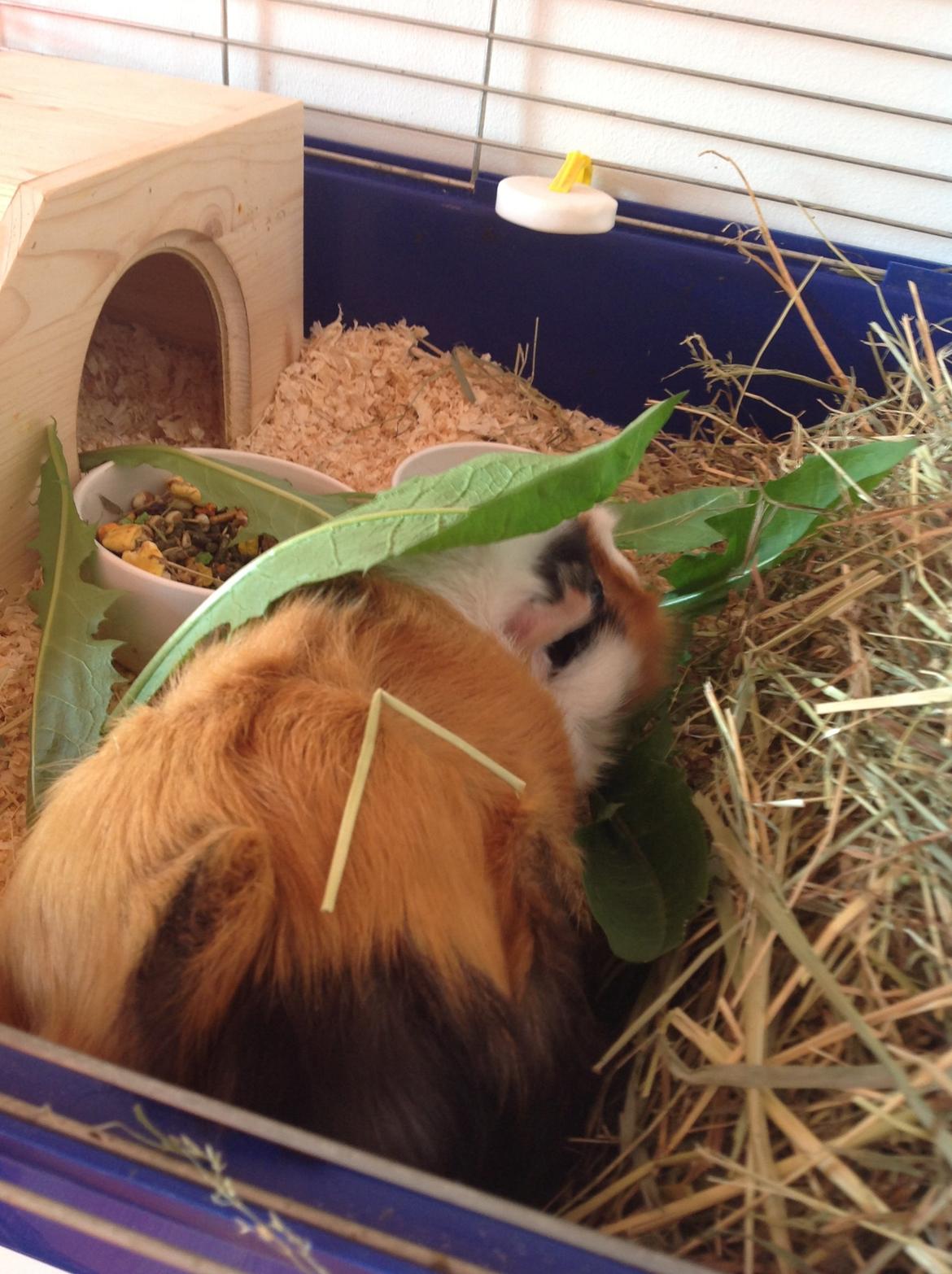 Marsvin Futte<3 billede 4