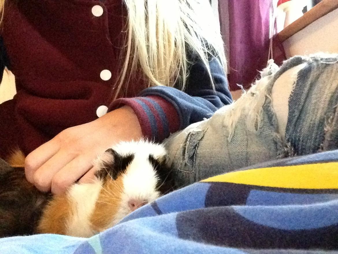 Marsvin Futte<3 billede 5