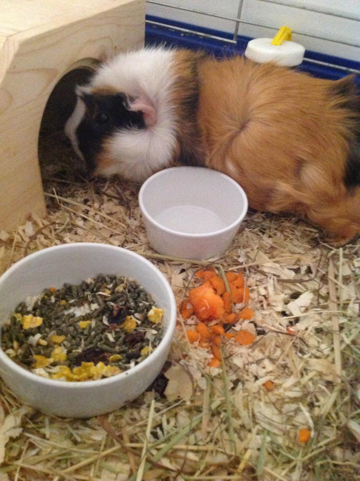 Marsvin Futte<3 billede 6