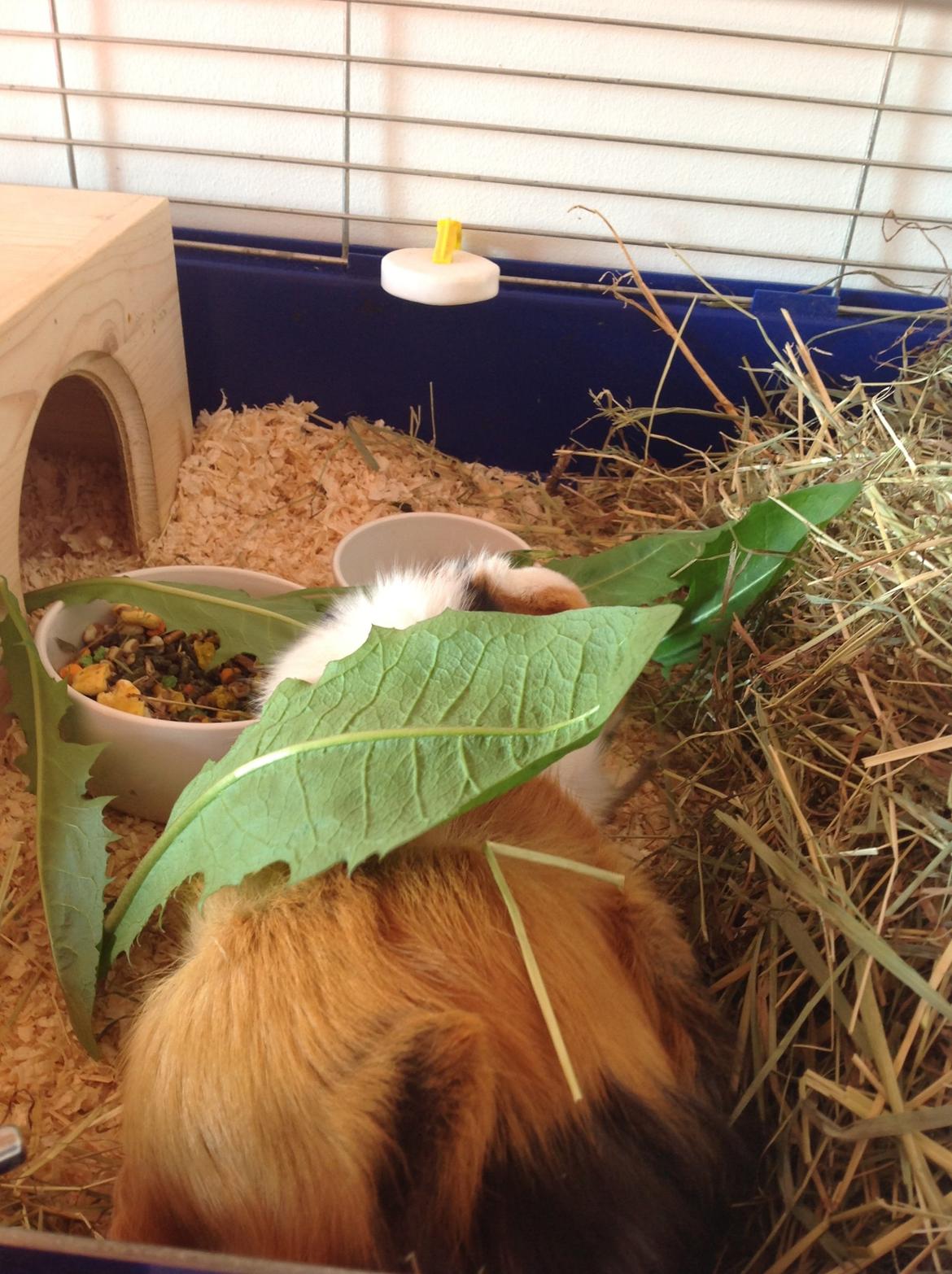 Marsvin Futte<3 billede 7