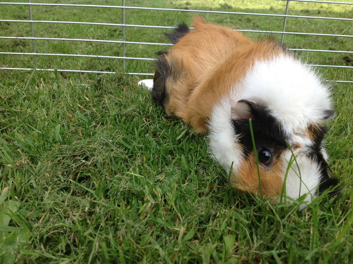 Marsvin Futte<3 billede 8