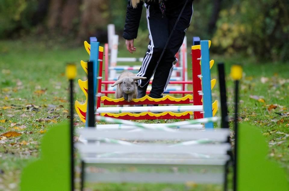 Kanin Selma Power Pil - Billede taget af Claus Holm Nielsen billede 2