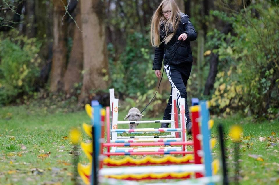 Kanin Selma Power Pil - Billede taget af Claus Holm Nielsen billede 3