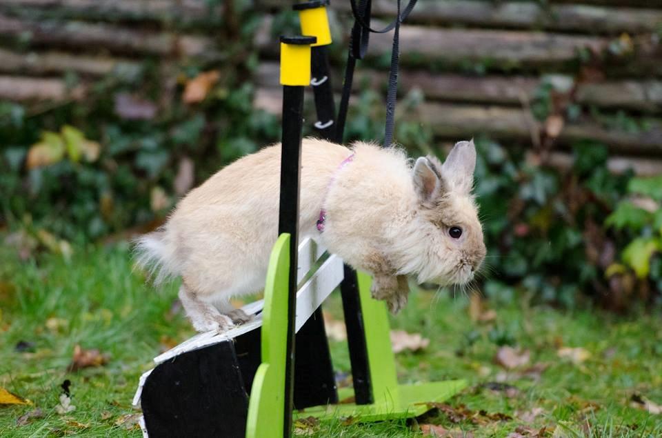 Kanin Kokos - Billede taget af Claus Holm Nielsen billede 2