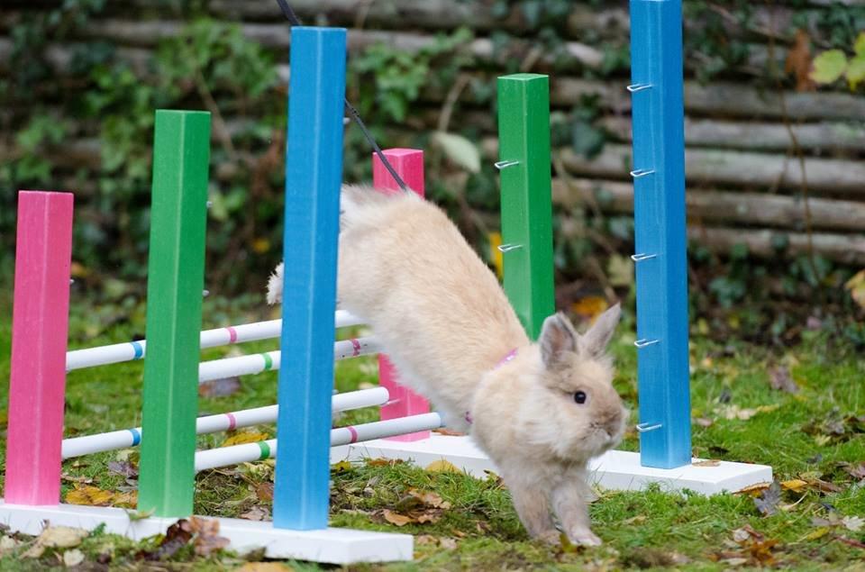 Kanin Kokos - Billede taget af Claus Holm Nielsen billede 1
