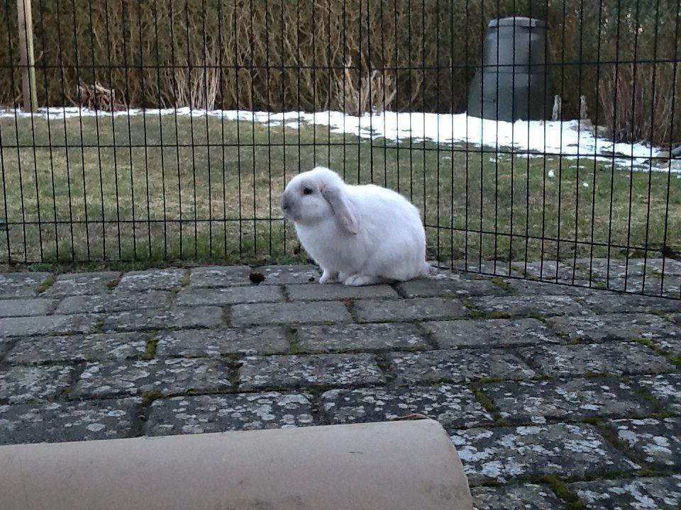 Kanin Jumper De Hermano - Jumper i vinteren :D billede 1