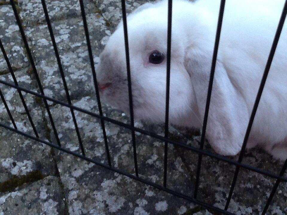 Kanin Jumper De Hermano - "Hej moar"<3 billede 2