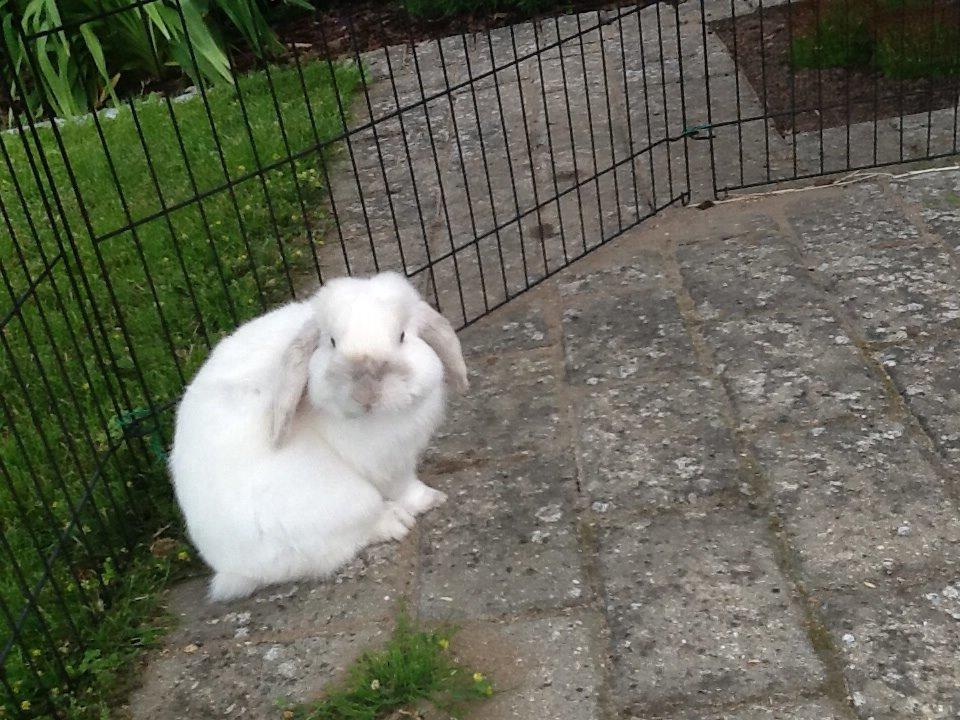 Kanin Jumper De Hermano - Fine dreng.. billede 3