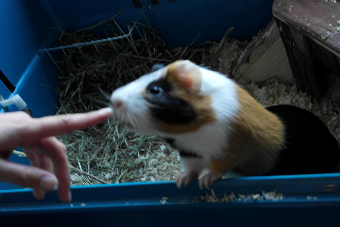 Marsvin Smutti billede 4