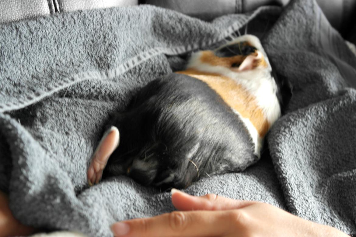 Marsvin Smutti billede 5