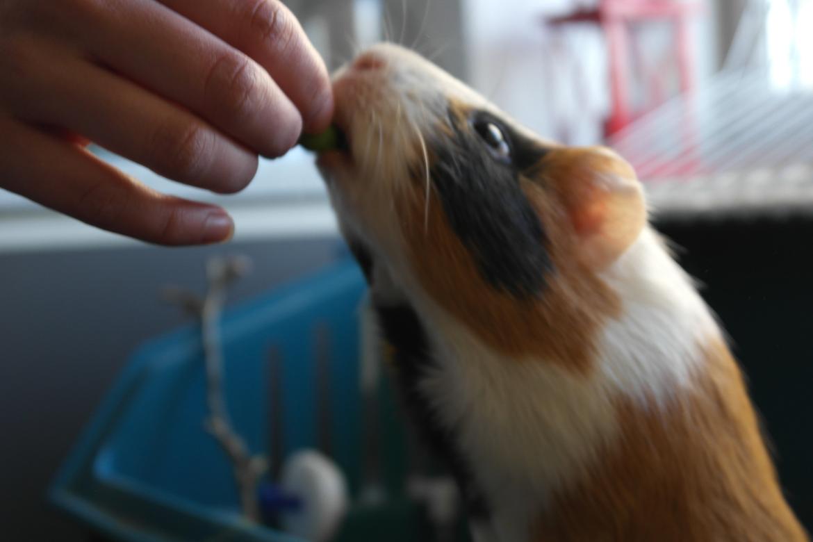 Marsvin Smutti billede 6