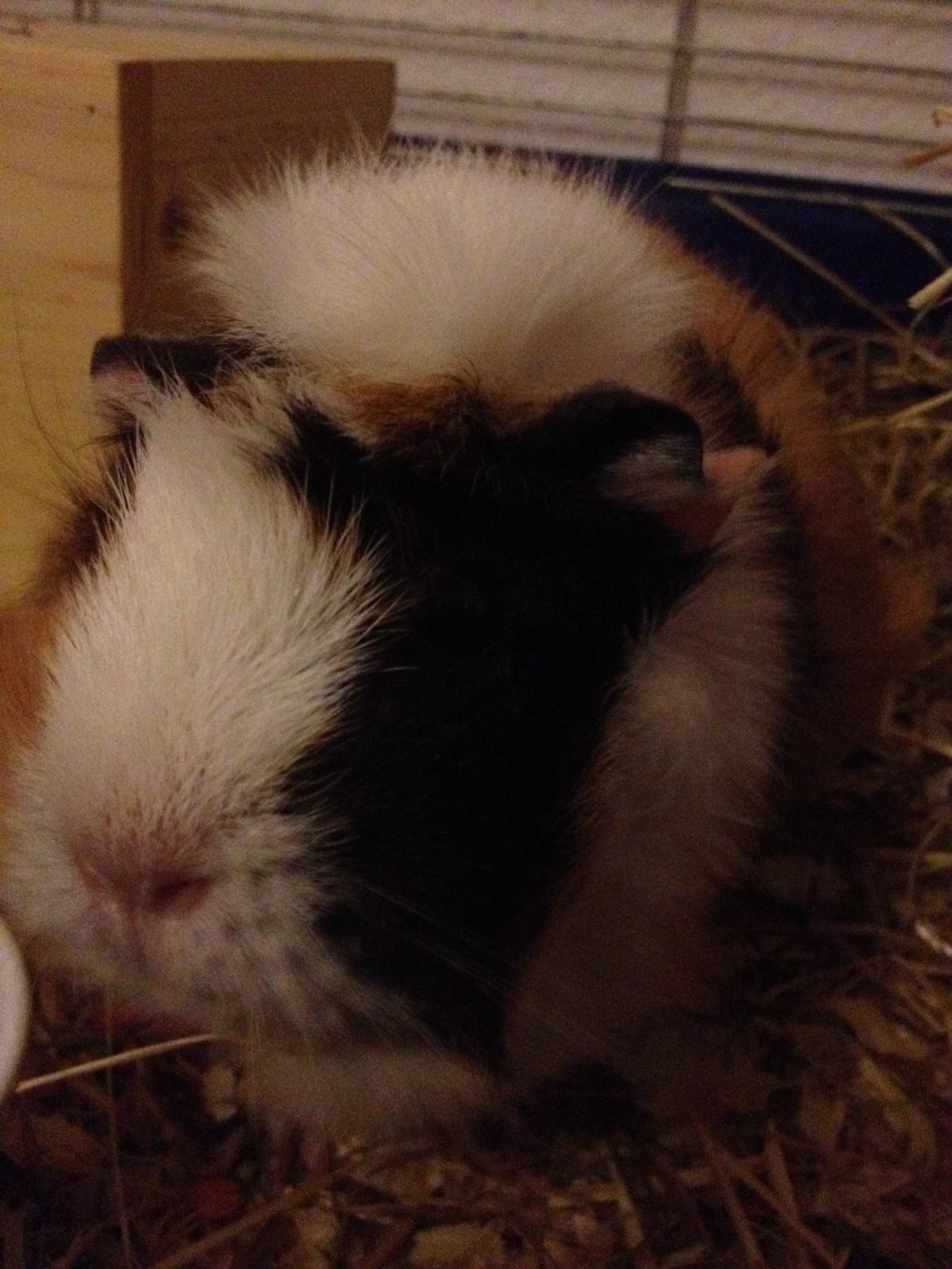 Marsvin Futte<3 billede 9