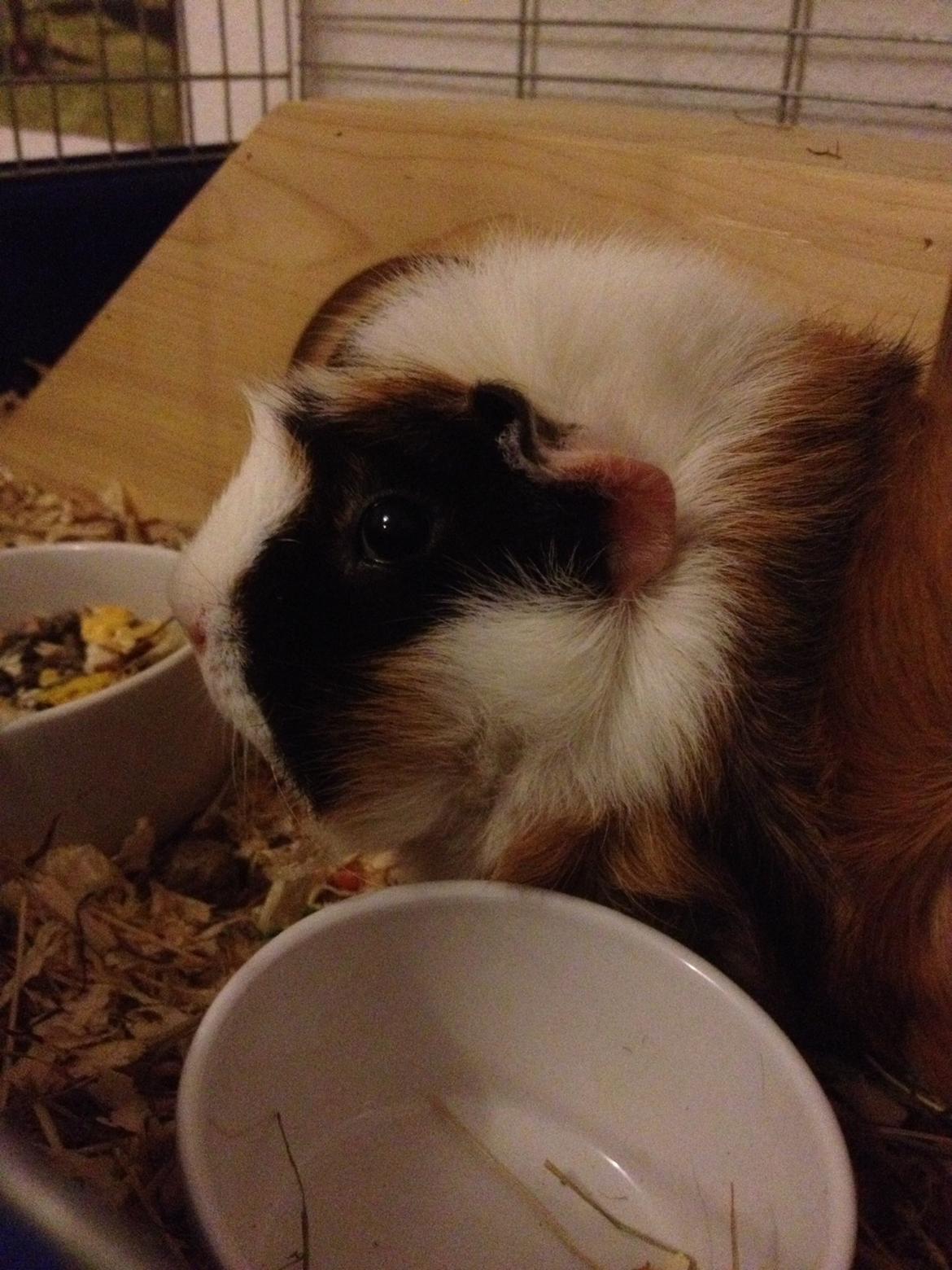 Marsvin Futte<3 billede 10