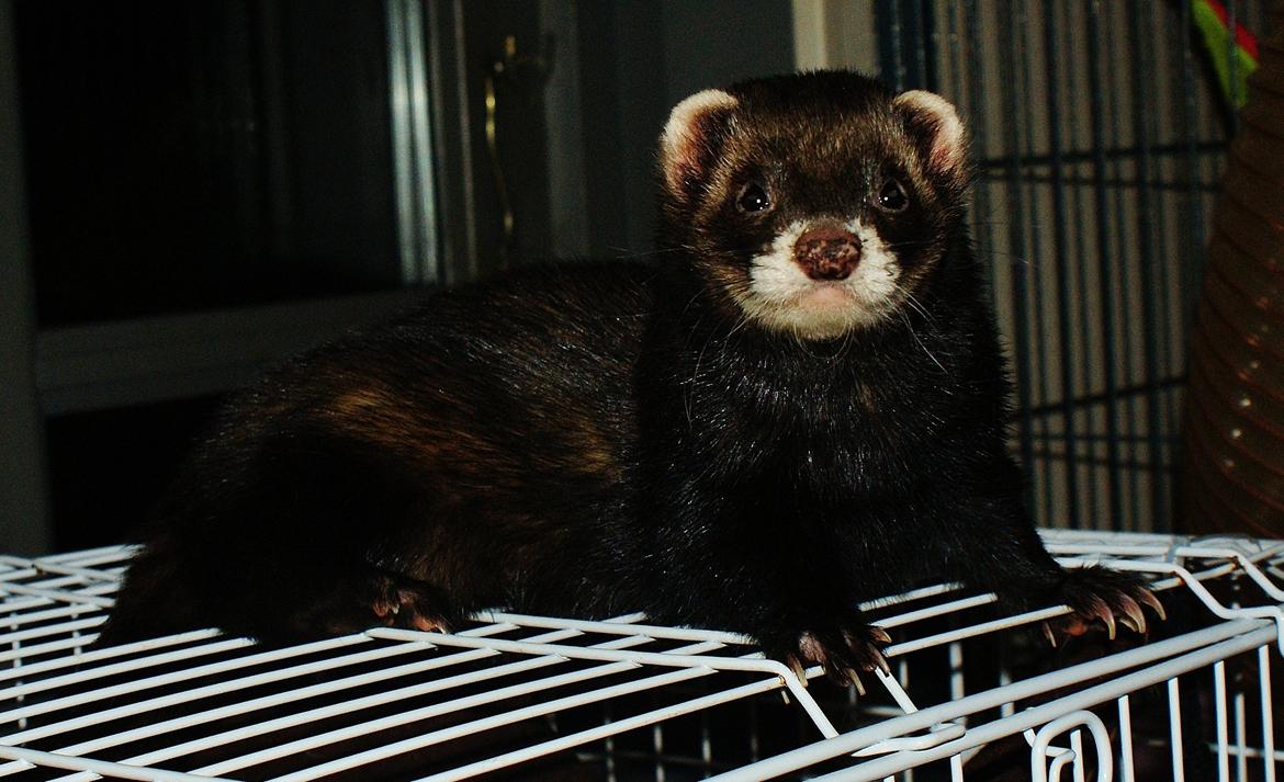 Ilder | Playfull Ferret's Frederik billede 2