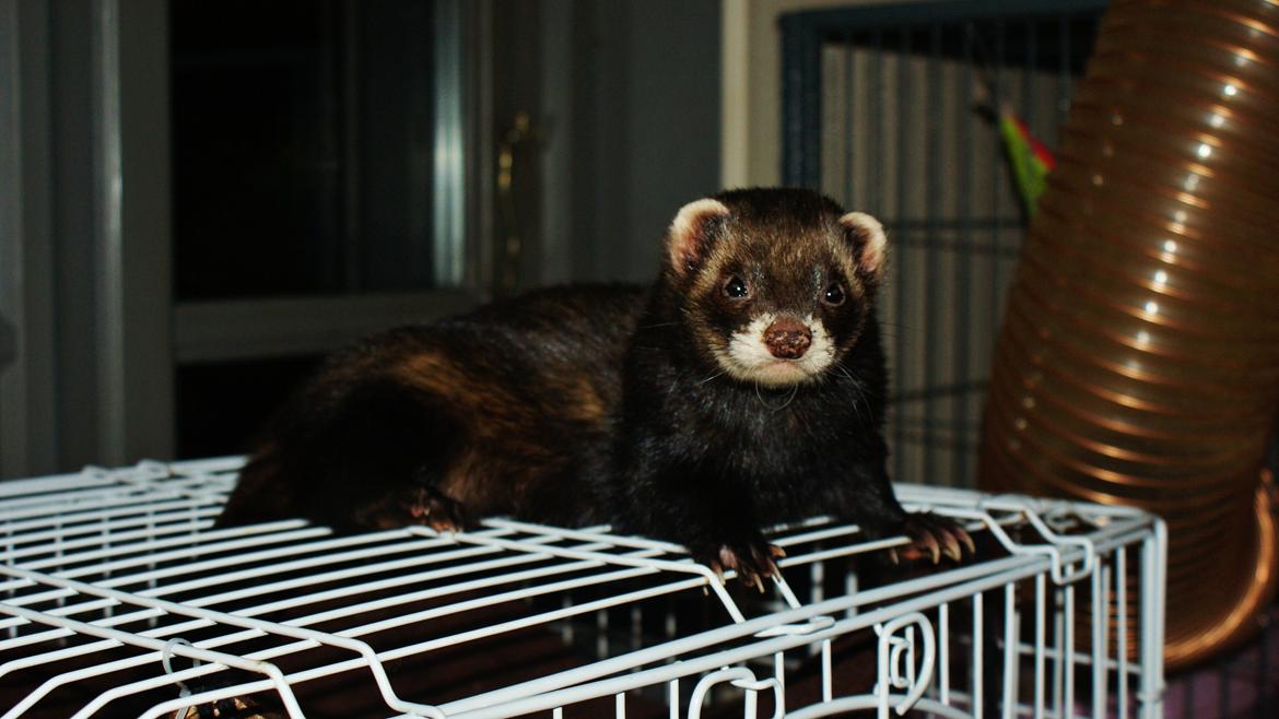 Ilder | Playfull Ferret's Frederik billede 3