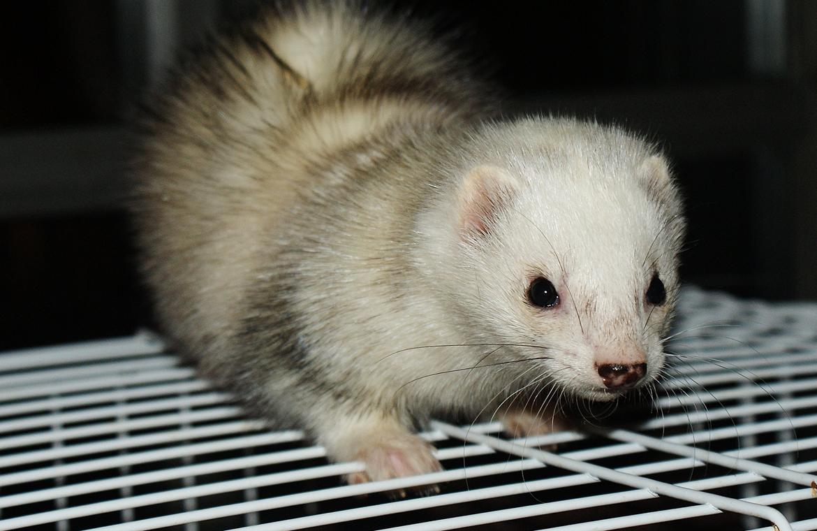 Ilder | Rosa Lyon billede 13