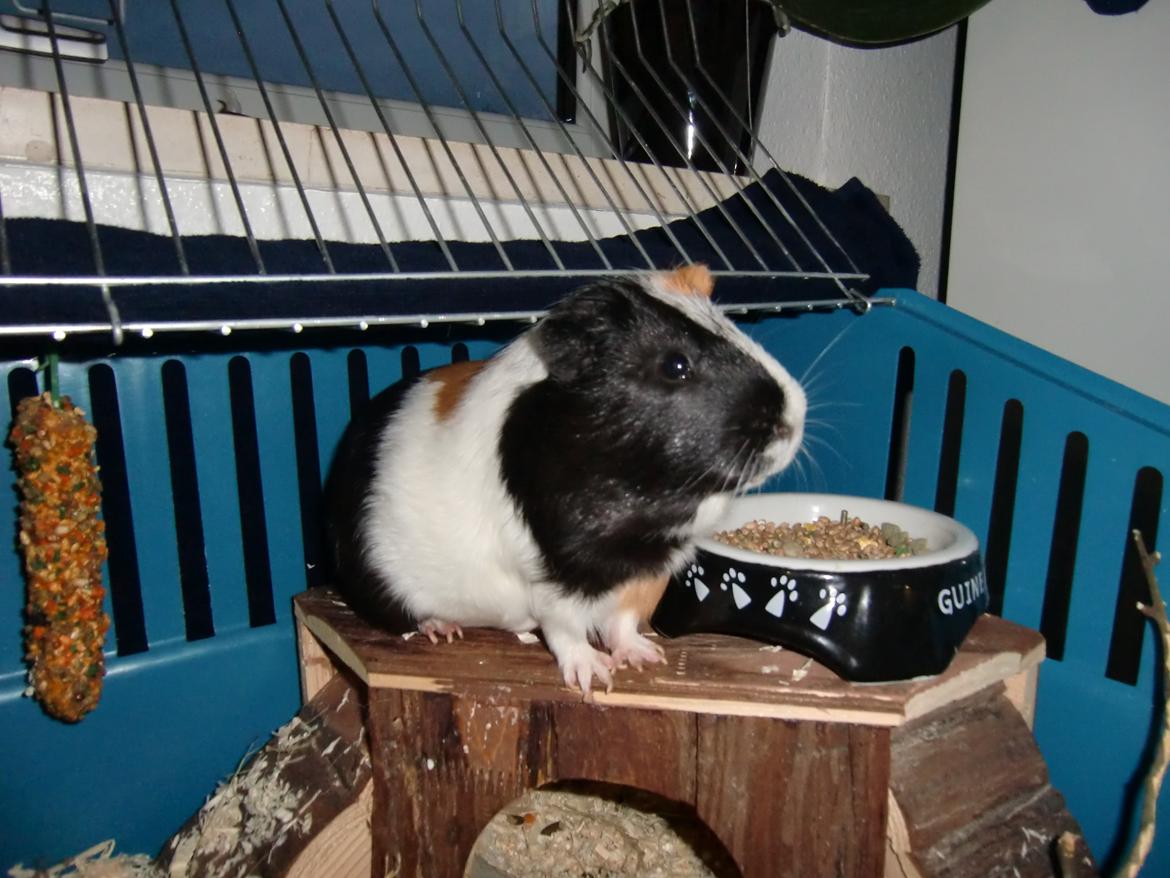 Marsvin Smutti billede 7