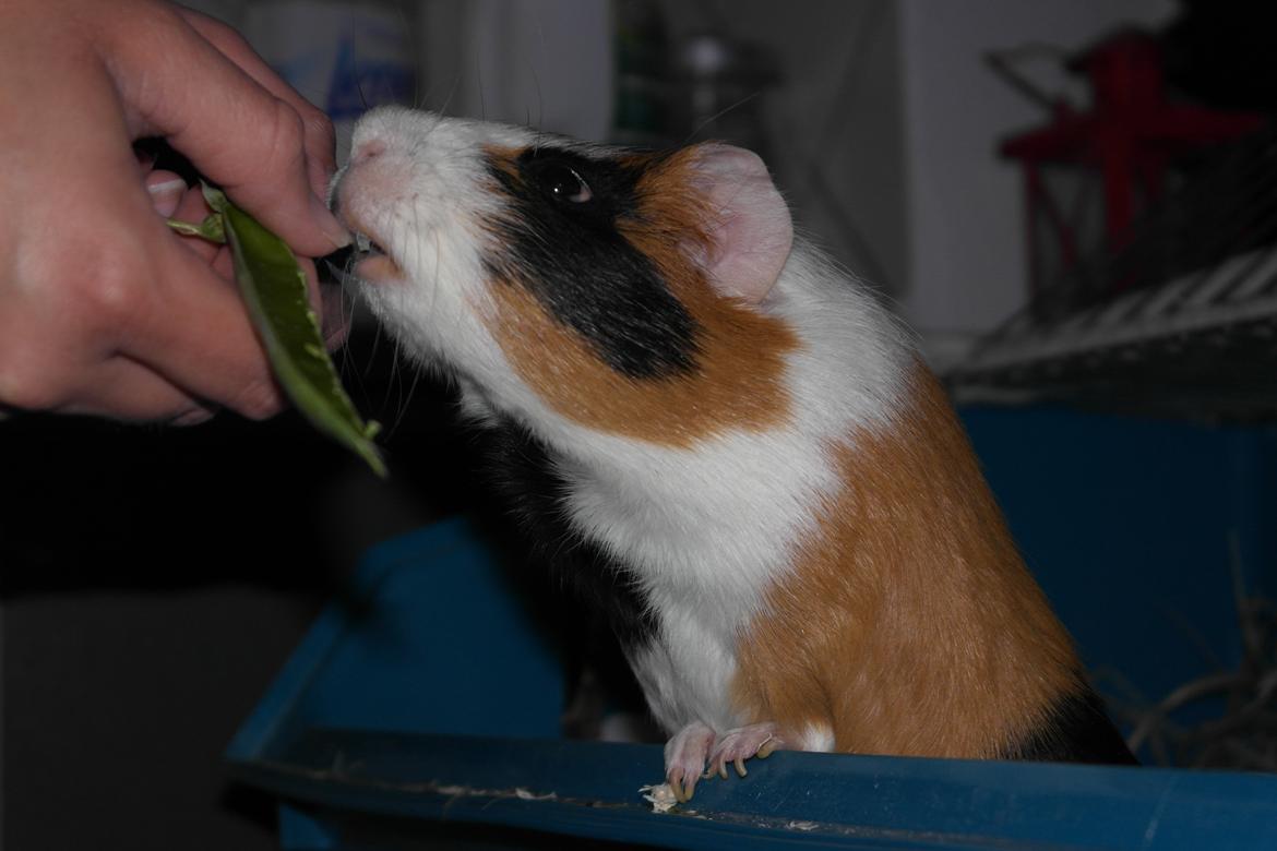 Marsvin Smutti billede 8