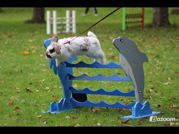 Kanin Winds Jar Jar Binks billede 13