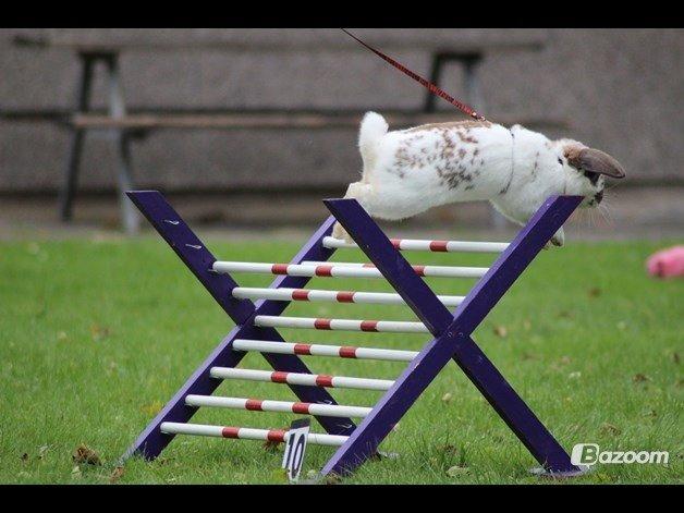 Kanin Winds Jar Jar Binks billede 11